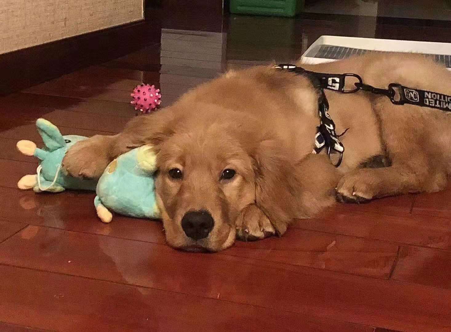 金毛犬siri托运致死后续:双方达成和解,涉事公司有注销意向