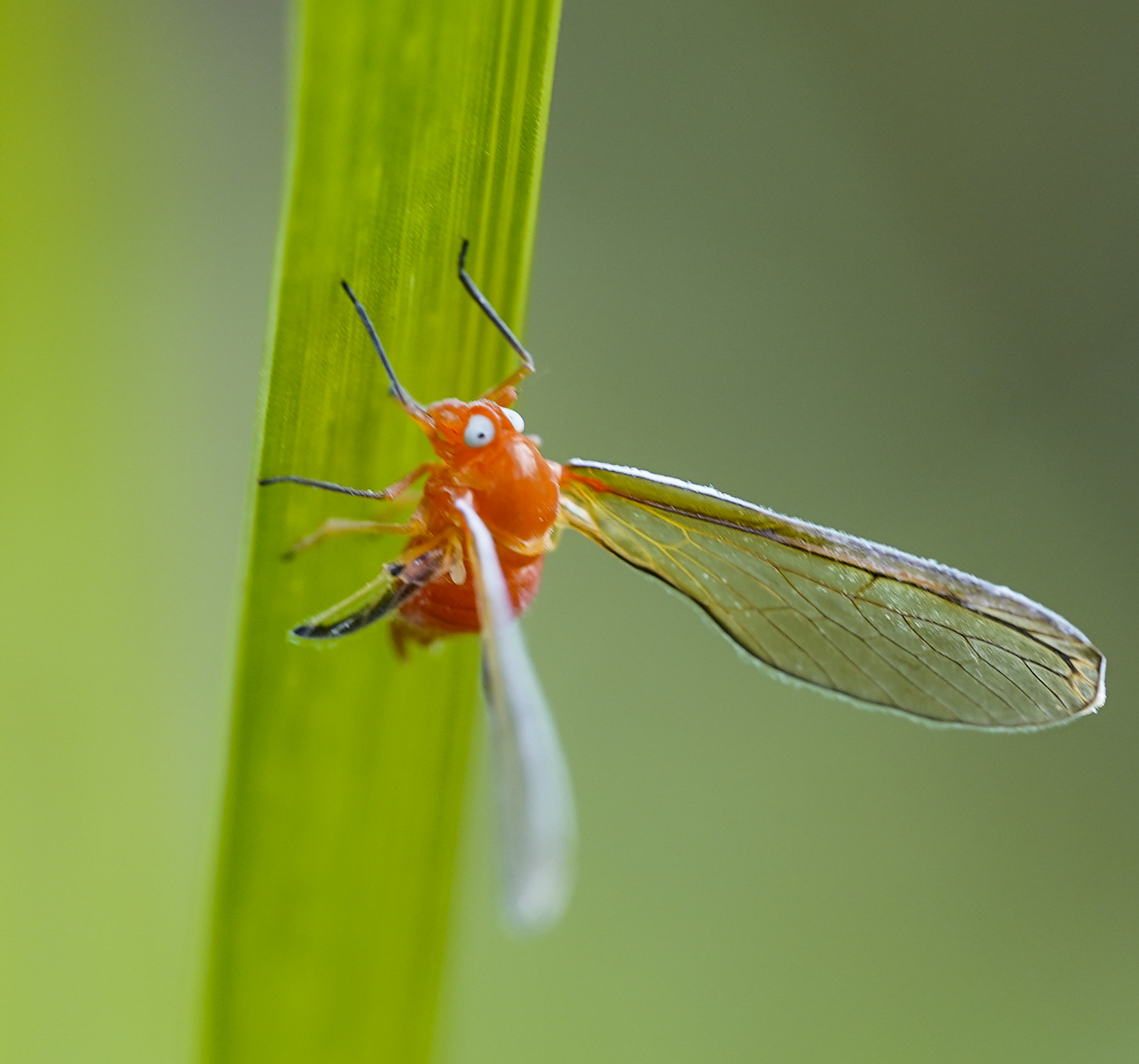 微距镜头拍摄到的袖蜡蝉
