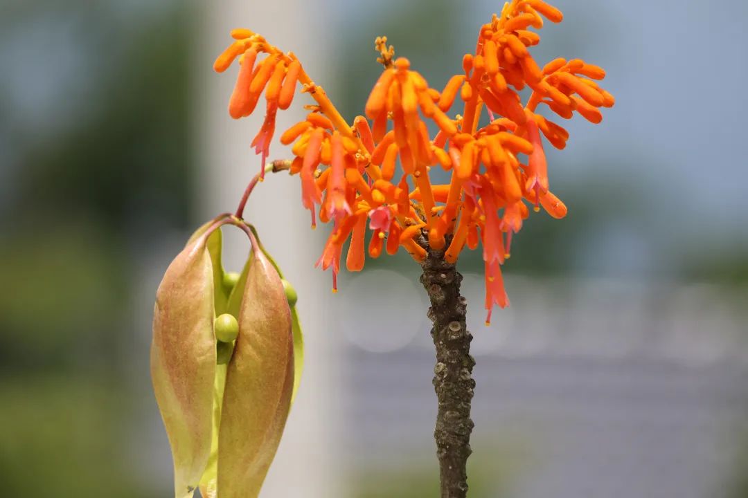 远看炮仗花错了走近再看看