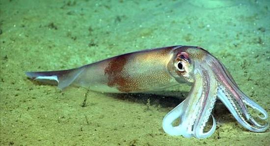 上半年阿根廷鱿鱼出口量价齐跌