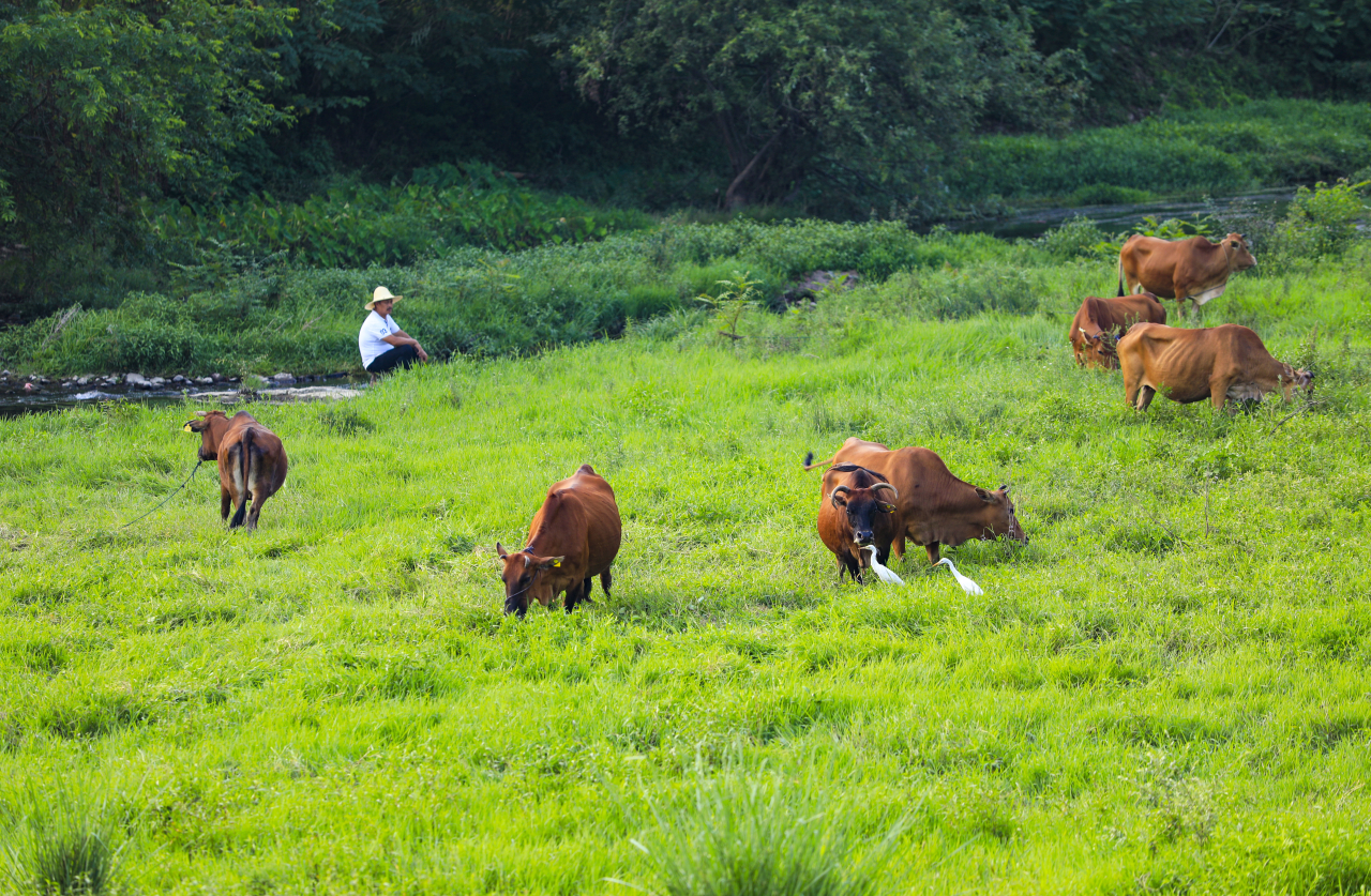 摄影师驾到 | 光影永恒|牧牛图|于金华|驾到_新浪新闻