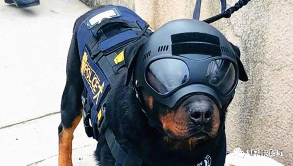 汪星人也有头盔可外挂摄像头和手枪人类看了都眼红啊