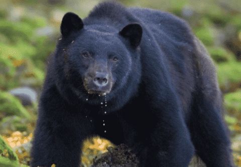 女子在家烤蛋糕,听到窗外有异响,查看后当场石化休闲区蓝鸢梦想 - Www.slyday.coM 女子在家烤蛋糕,听到窗外有异响,查看后当场石化休闲区蓝鸢梦想 - Www.slyday.coM