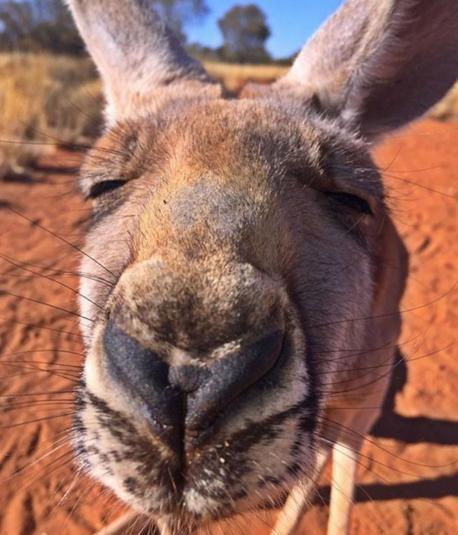 接着就看到这只袋鼠的脸上露了一个比较享受的表情,而且这个时候的