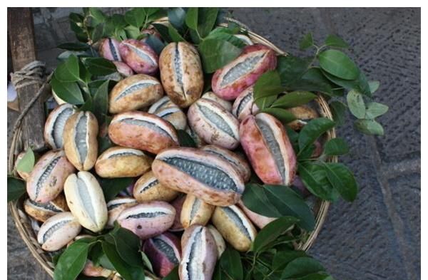 人称"北方白香蕉",成熟就炸开,一斤10元,在南方热卖