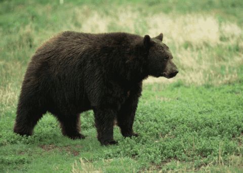 女子在家烤蛋糕,听到窗外有异响,查看后当场石化休闲区蓝鸢梦想 - Www.slyday.coM 女子在家烤蛋糕,听到窗外有异响,查看后当场石化休闲区蓝鸢梦想 - Www.slyday.coM