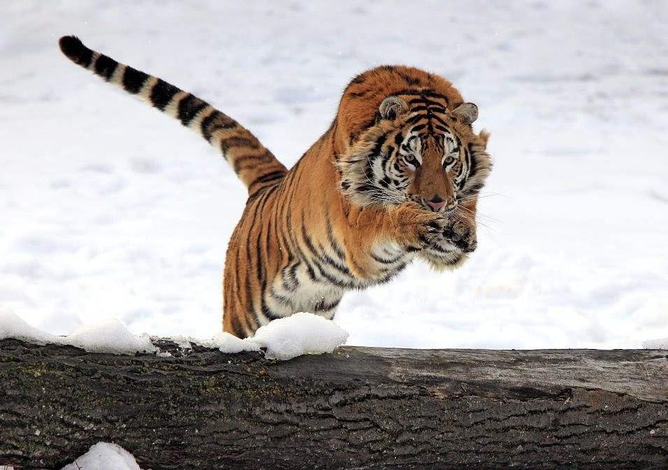 黑龙江双鸭山市饶河县发现东北虎足迹中国东北虎数量能增加吗
