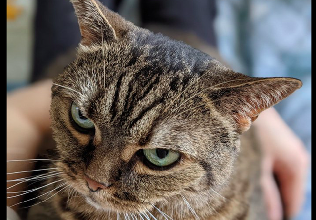 猫咪天生表情看起来就很凶,瞪得让人心里发毛,猫:抱我!马上!