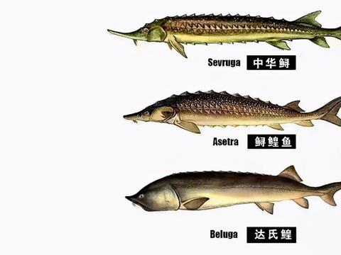 渔民误捕1028斤的达氏鳇 22万卖给国家 后来怎么样了