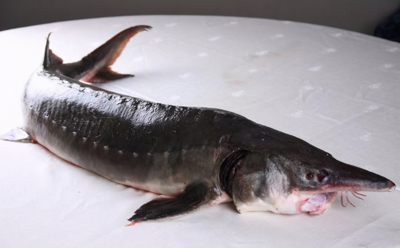 渔民误捕1028斤的达氏鳇22万卖给国家后来怎么样了