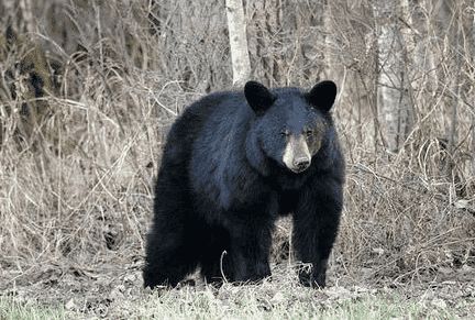 女子在家烤蛋糕,听到窗外有异响,查看后当场石化休闲区蓝鸢梦想 - Www.slyday.coM 女子在家烤蛋糕,听到窗外有异响,查看后当场石化休闲区蓝鸢梦想 - Www.slyday.coM