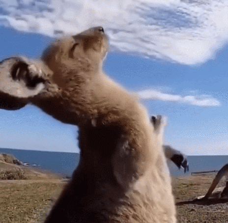 冠军妹妹喊话无穷小亮,萌翻了|袋鼠|奥运冠军_新浪新闻