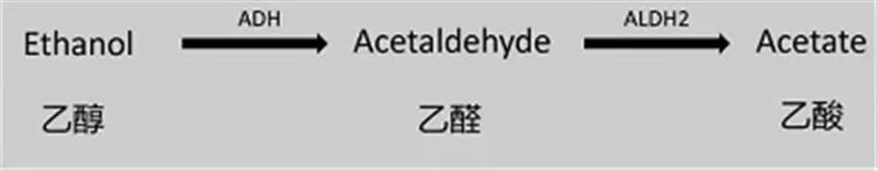 △乙醇在ADH的作用下转化成乙醛（Acetaldehyde），再在ALDH，尤其是ALDH2的作用下转化为乙酸（Acetate） ，图片来源于果壳。