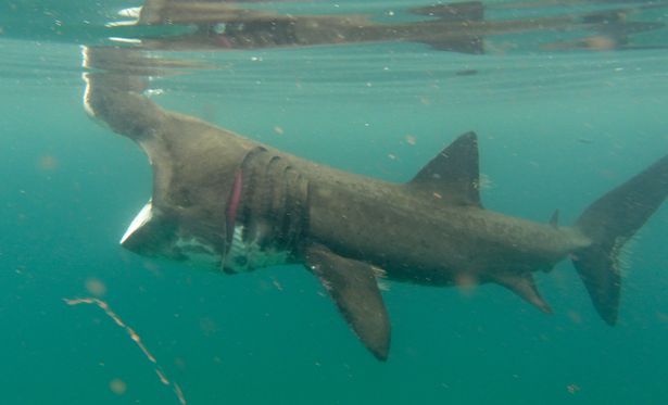英国男子在海中近距离拍到姥鲨张开巨口觅食