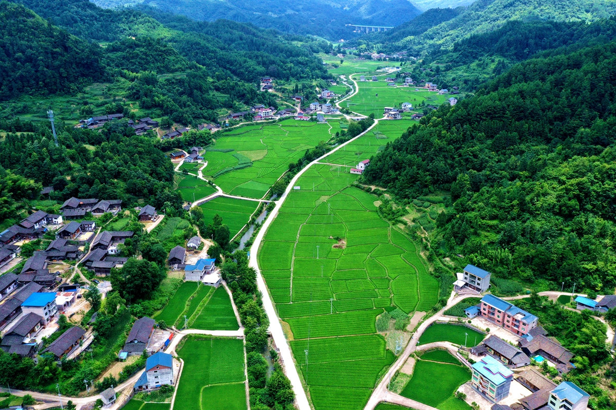 岑巩县杂交水稻制种生产核心区田园景色美不胜收.