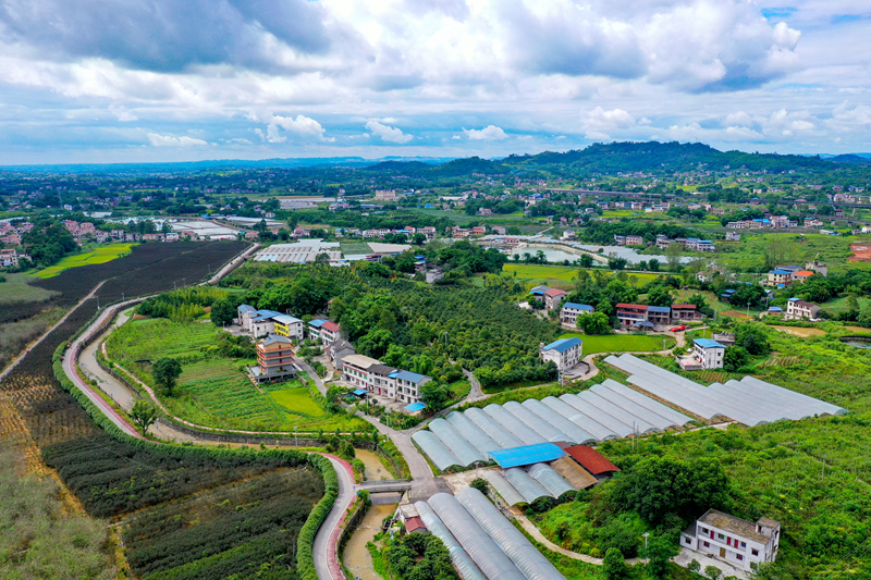 8月9日,四川省华蓥市阳和镇祝家坝村即将开镰收割的水稻与农家房相互