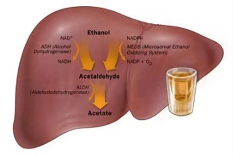 △酒精在肝脏内的代谢过程。