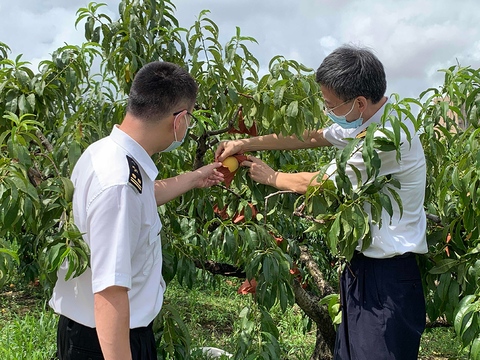 上海奉贤黄桃首次出口香港，海关提前介入走进果园指导