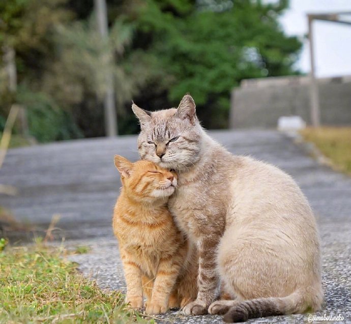 恋人猫咪,一切都是爱你的形状