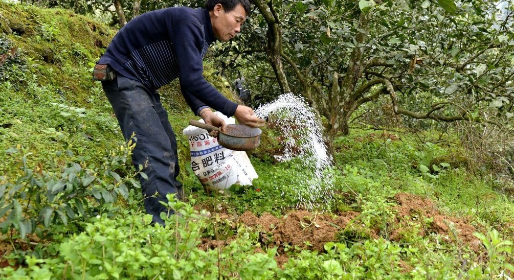 实际上并非这么简单,当然了,不施或少施化肥会减少水果的化学残留物