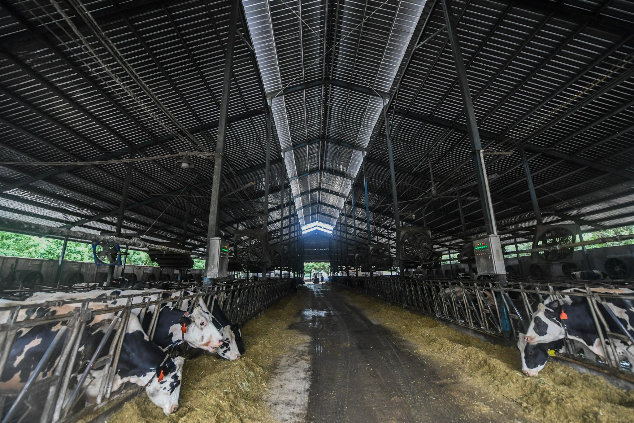 浙江奶牛托管代养助推山海协作