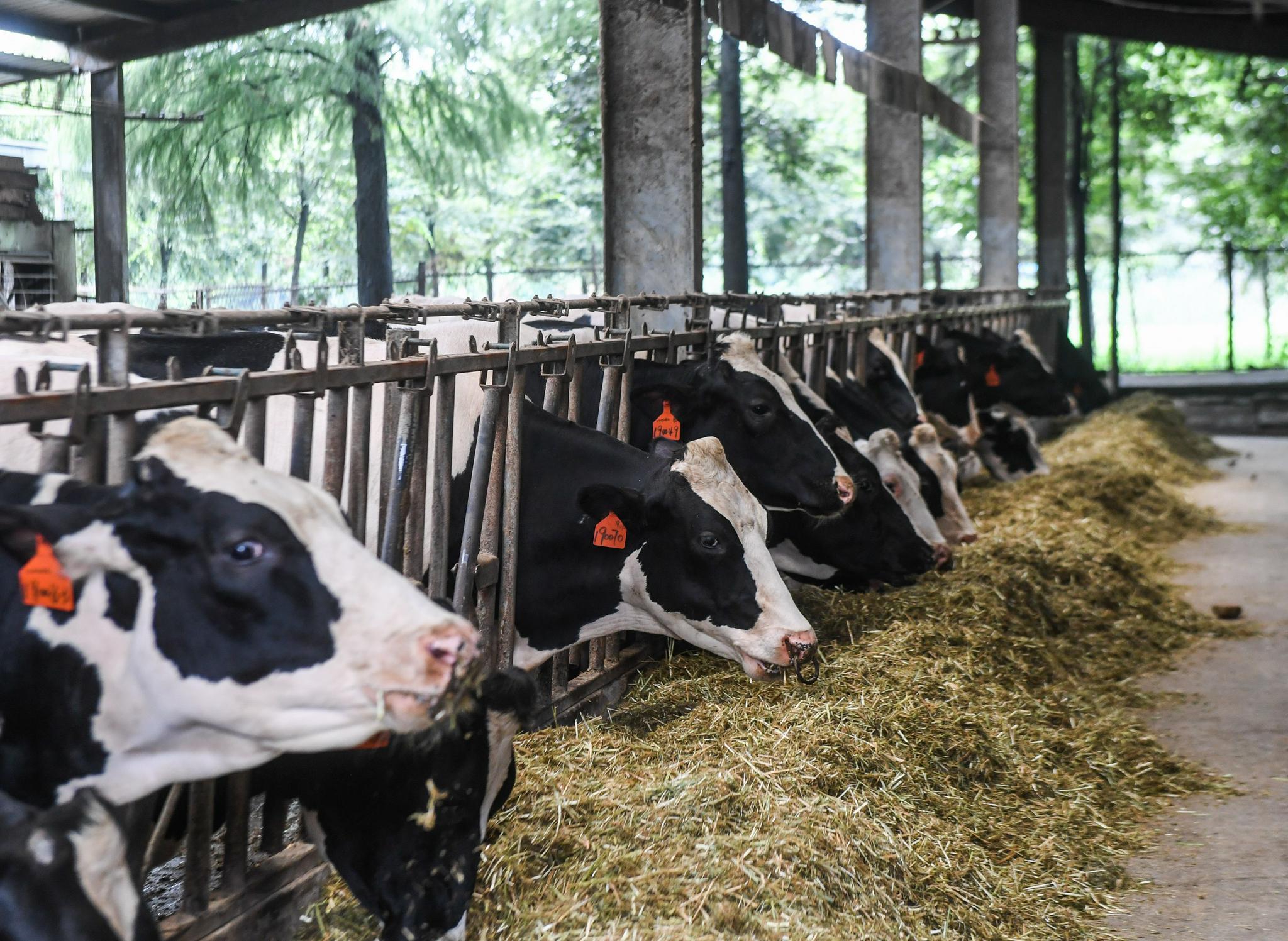 浙江奶牛托管代养助推山海协作