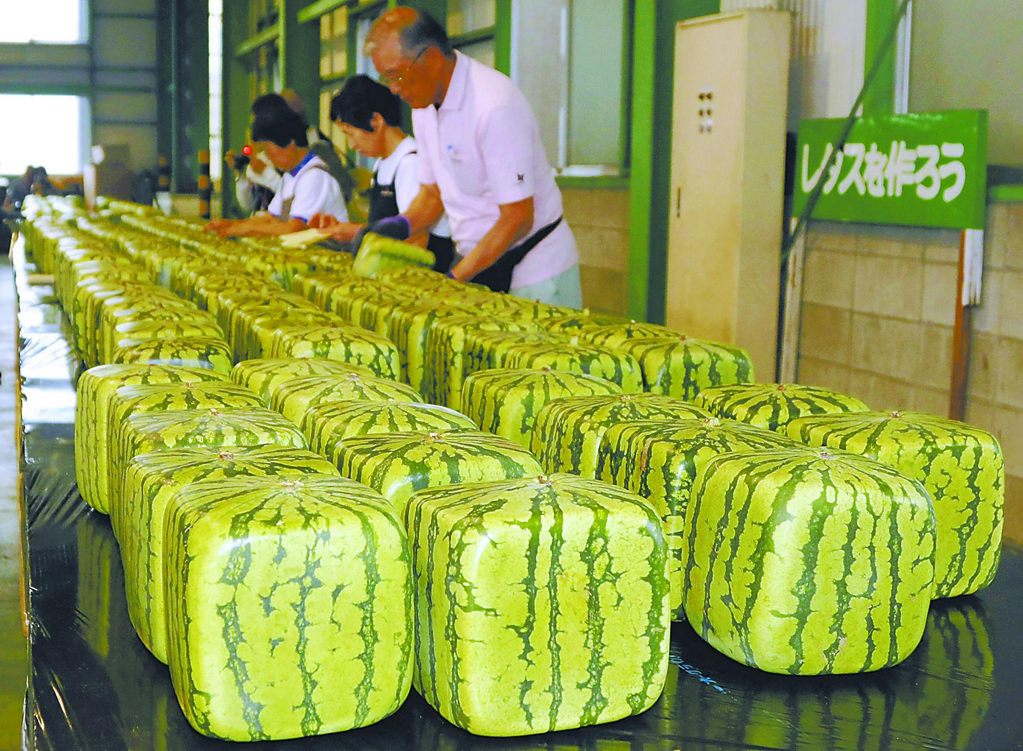 7月27,日本人过"西瓜日"