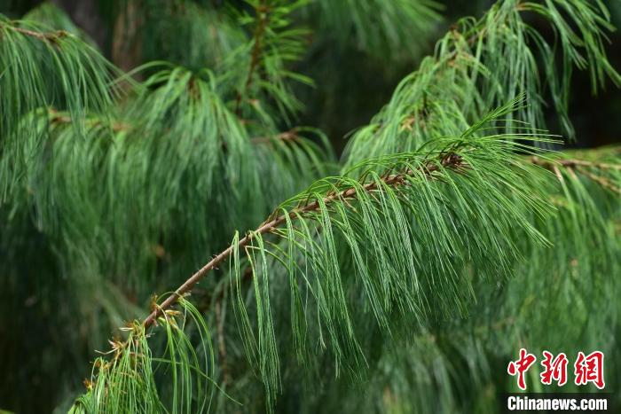 巧家五针松在昆明植物园首次结实 野生个体仅34株