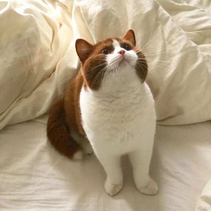 咖啡色小猫咪可爱死了!好像圆滚滚的巧克力球!