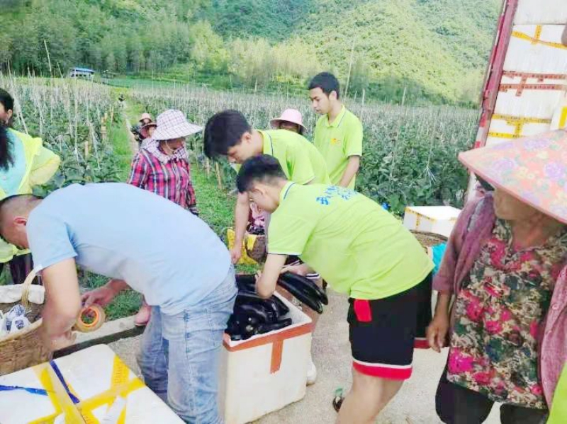 烈日下装箱茄子(央广网发 酉阳融媒体中心供图)