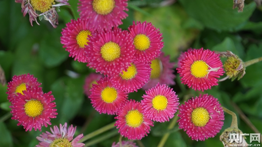 雏菊(央广网发 张海东摄)