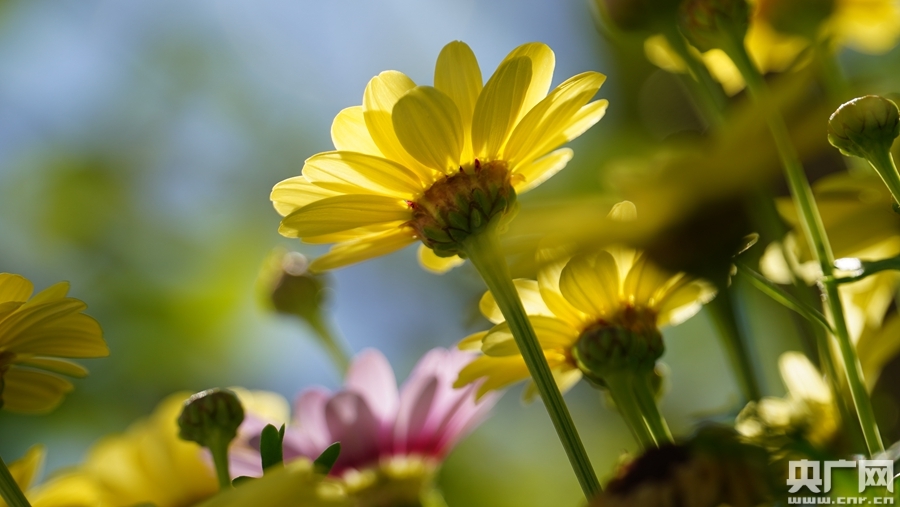 格兰黛丝(央广网发 张海东摄)金鱼草(央广网发 张海东摄)醉蝶花(央广