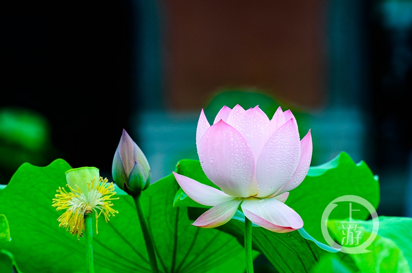 "夏荷" | 上游主题摄影征稿作品展——冉小军作品