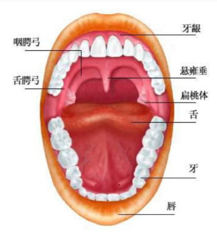 小儿推拿杨晓儿童扁桃体反复发炎需不需要切除如何治疗预防