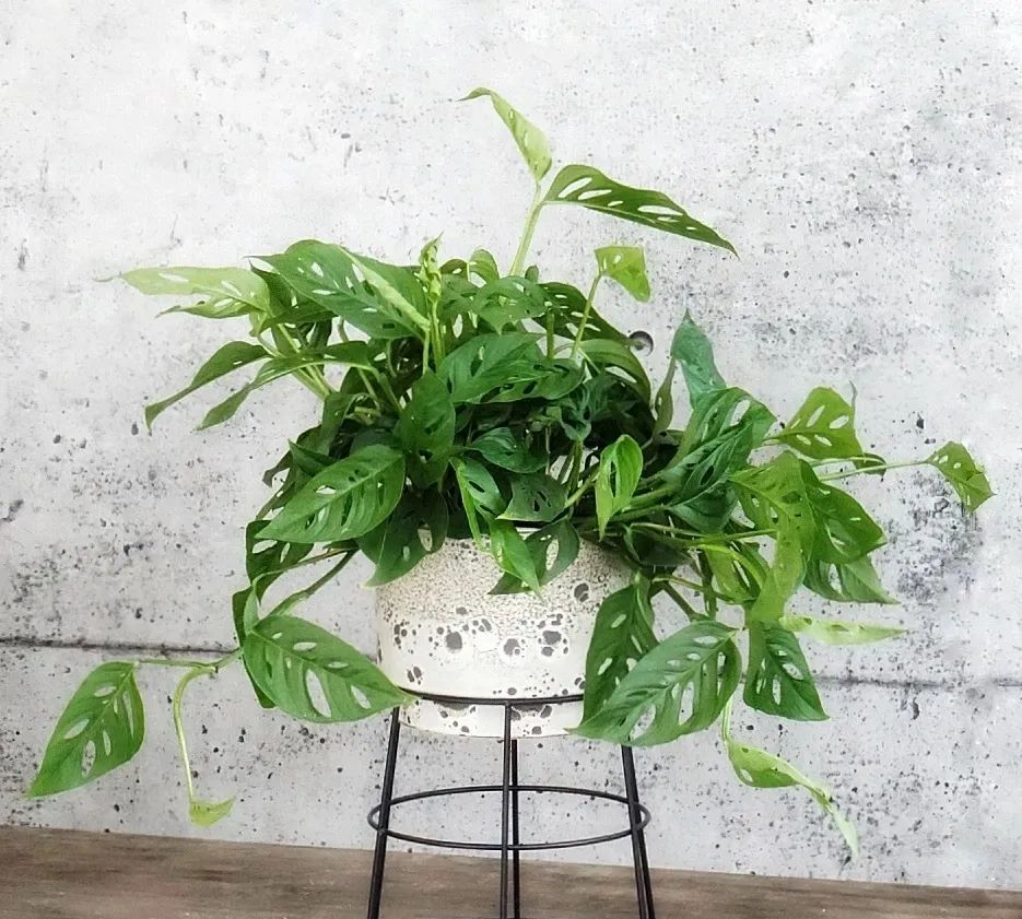 植株小巧且能爬藤生长的仙洞龟背竹,每一片叶子都长满了孔