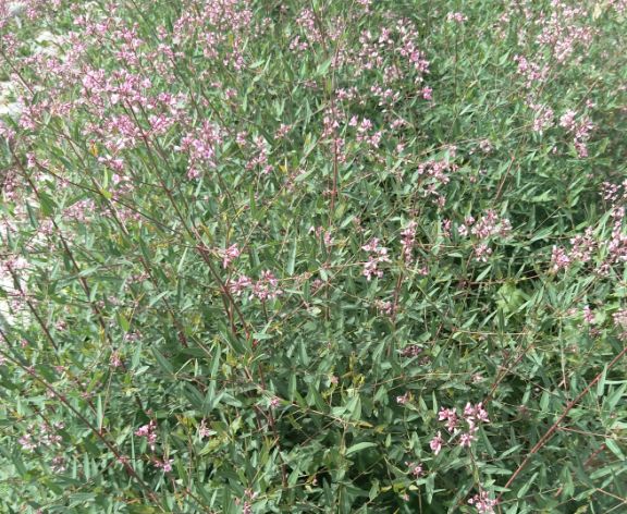 罗布麻以前是田间让人头疼的杂草现在是养家糊口的种植对象