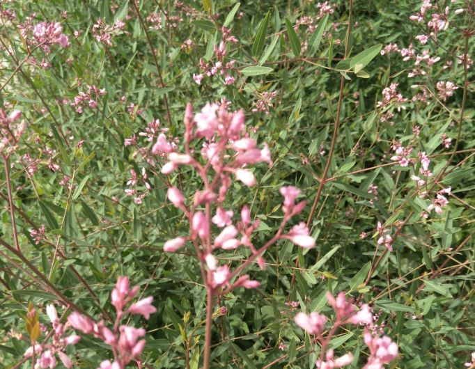 罗布麻以前是田间让人头疼的杂草现在是养家糊口的种植对象
