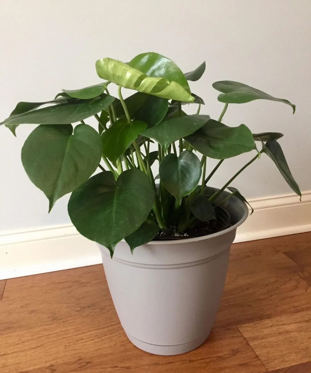 植株小巧且能爬藤生长的仙洞龟背竹,每一片叶子都长满了孔