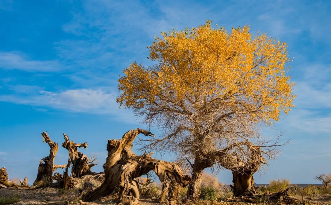 走进哈密,赴一场穿越四季的胡杨之约