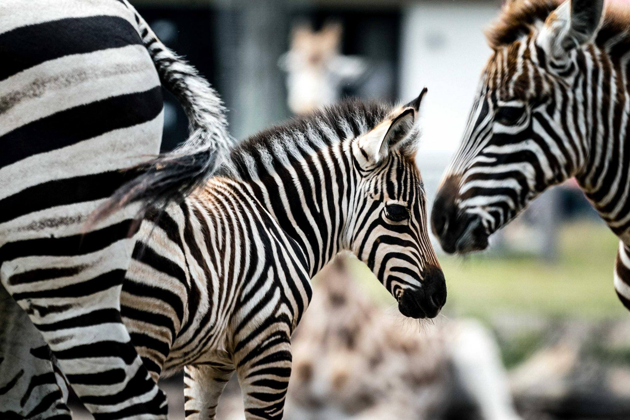 新生的细纹斑马