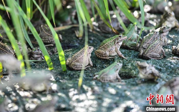 生态立体种养基地稻田里的黑斑蛙. 周秀鱼春 摄
