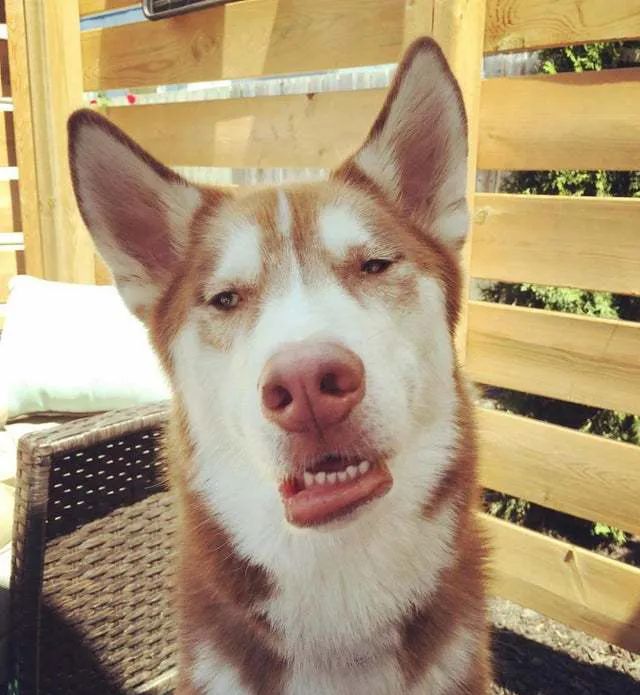 公园里看到一只狗傻乎乎的主人其实它真是一个傻子