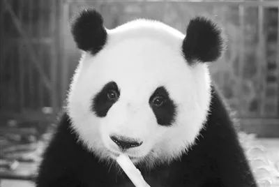 成都一只大熊猫突然死亡,死因公布|成都市|科琳_新浪新闻