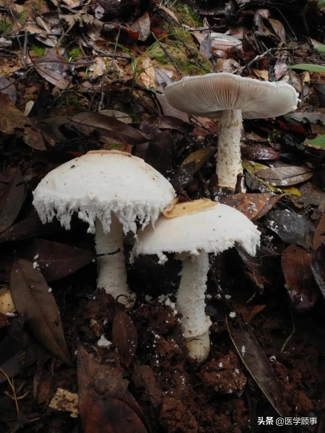 最强野生菌(不能)食用指南