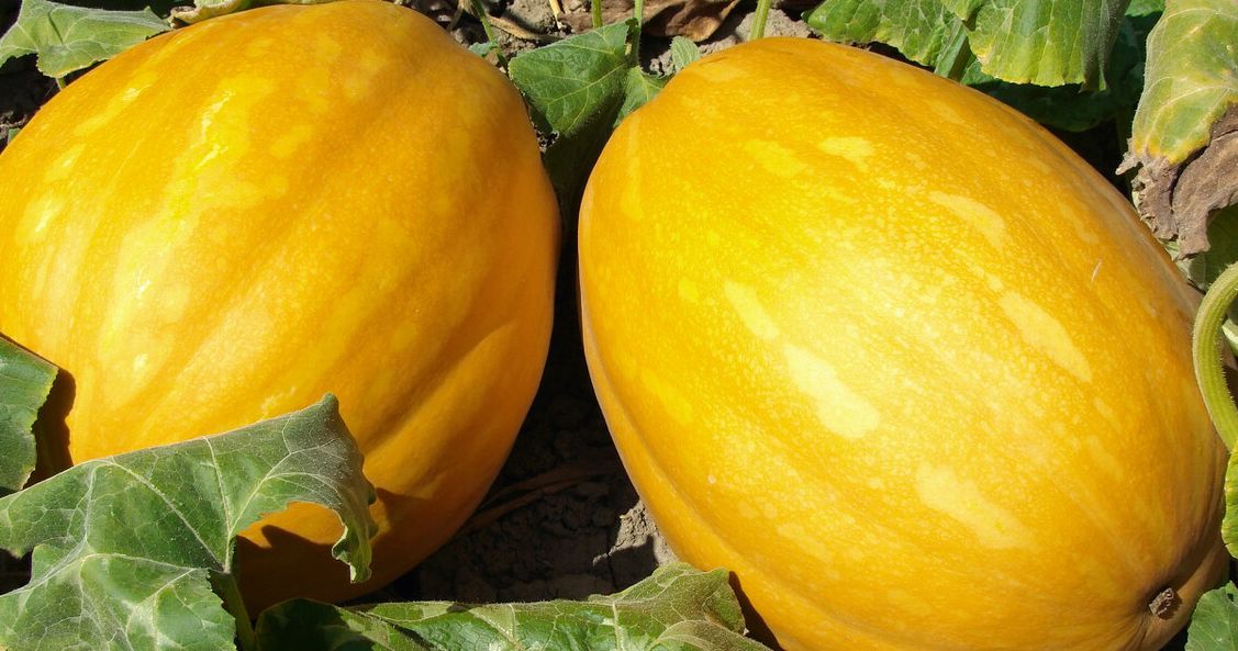 立秋后,"宝瓜"该多吃了,对肠胃好,还能防秋燥,舒服过完三伏