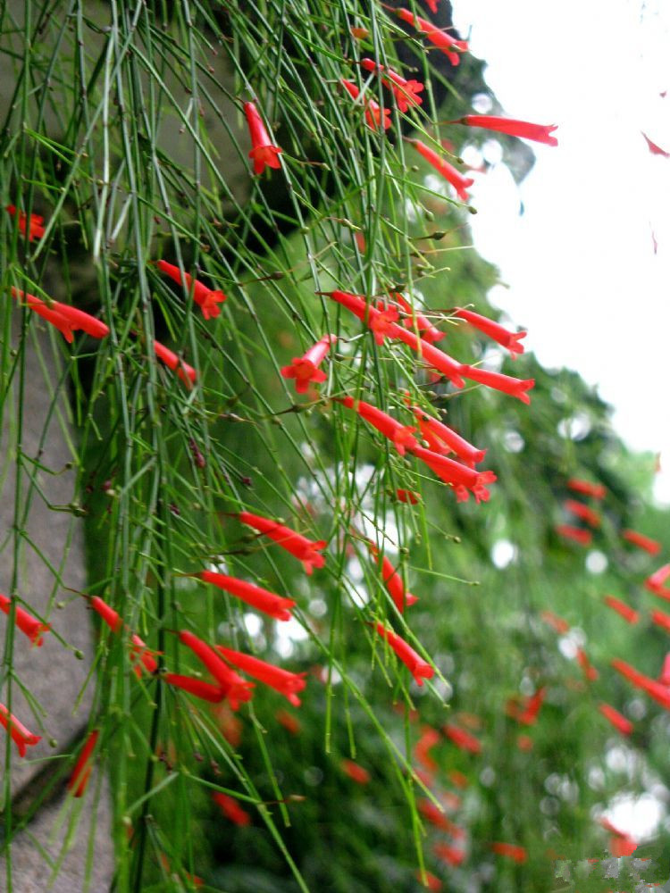 此花盛开酷似一串串的鞭炮病虫害少养护难度低人见人爱