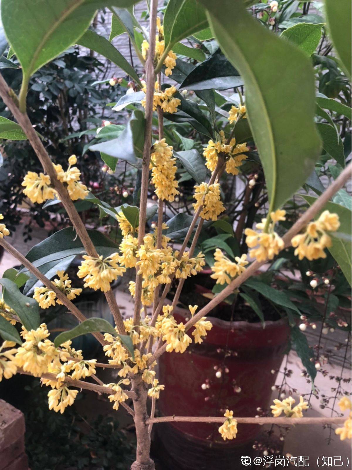 桂花花期来临掌握3个方法20天花期变成2个月