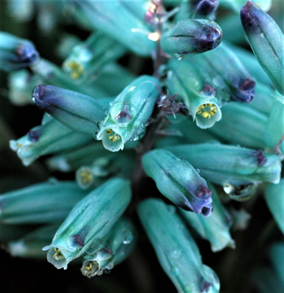 很小众的绿松石立金花花朵如一串串绿色宝石好养好看又不贵