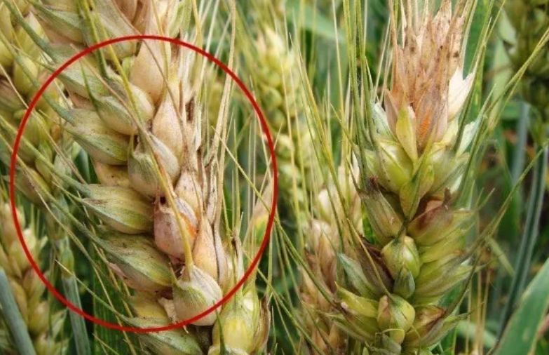 小麦赤霉病的危害有多大,不仅减产,吃了还会中毒休闲区蓝鸢梦想 - Www.slyday.coM 小麦赤霉病的危害有多大,不仅减产,吃了还会中毒休闲区蓝鸢梦想 - Www.slyday.coM