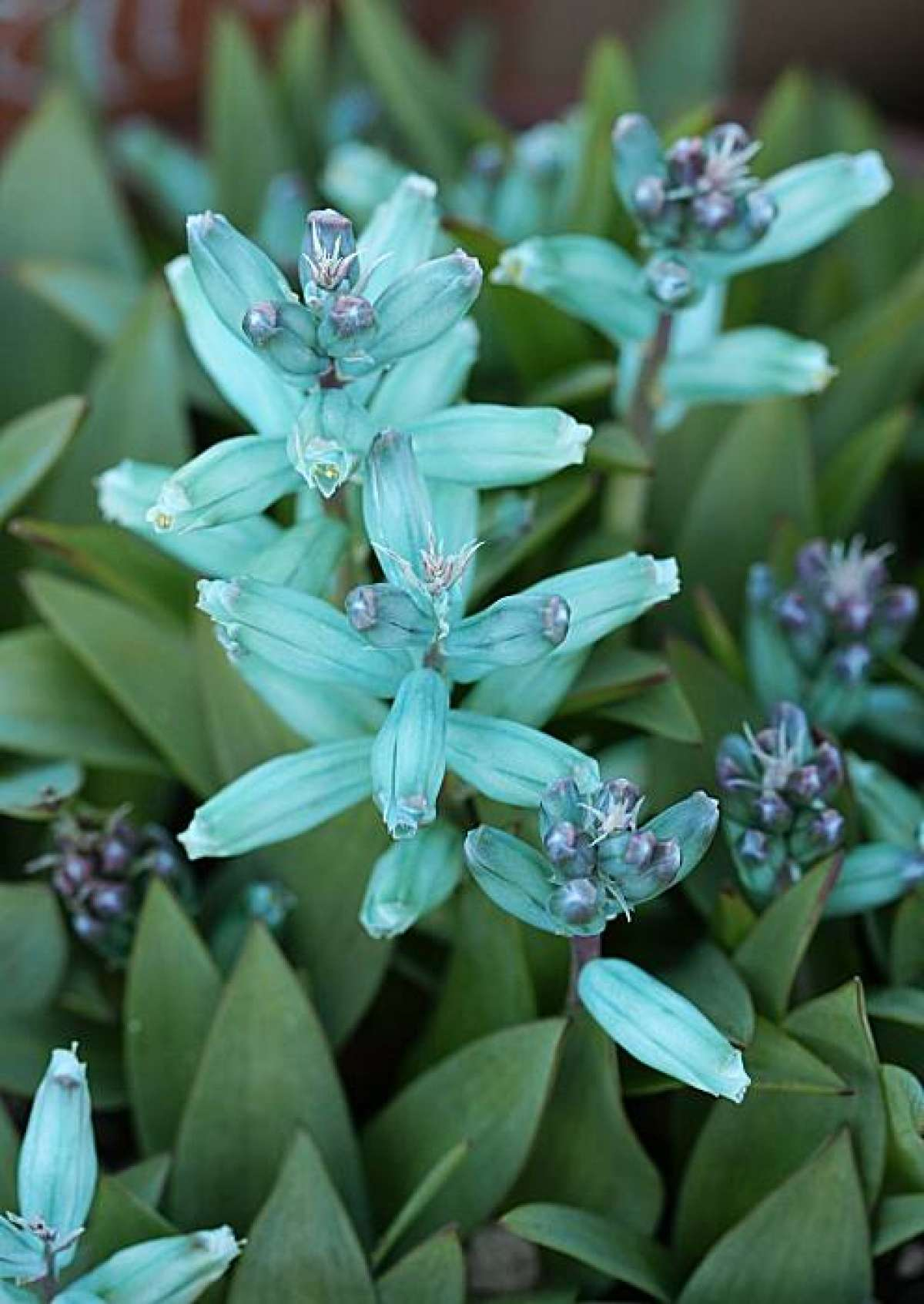 很小众的绿松石立金花花朵如一串串绿色宝石好养好看又不贵